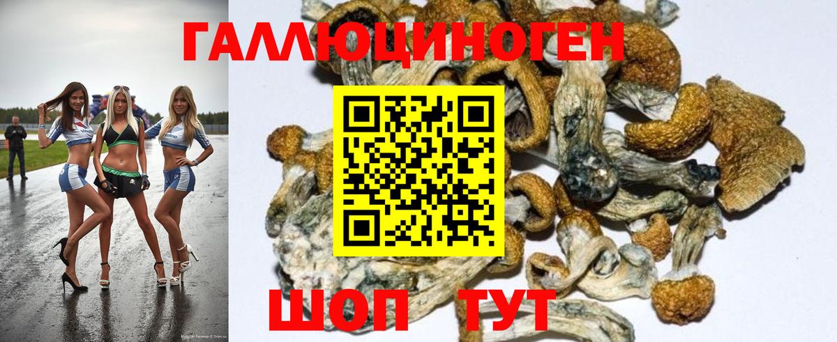 Псилоцибиновые грибы GOLDEN TEACHER  где найти наркотики  Еманжелинск  Псилоцибиновые грибы Psilocybe 
